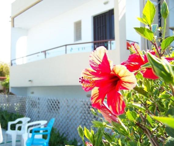 Evi Apartments And Studios Theológos Dış mekan fotoğraf